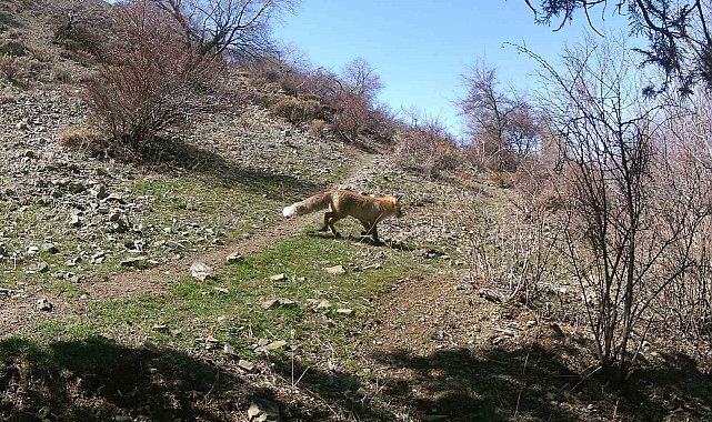 Erzincan'da yaban hayatı fotokapanlara yansıdı