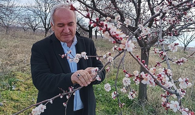 Malatya'da kayısıda zirai don tehlikesi