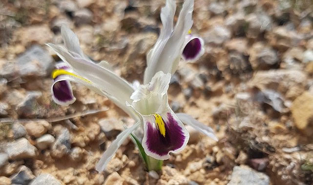 Malatya'da Nevruz Çiçekleri açtı