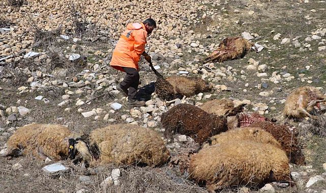 Muş'ta 80 adet küçükbaş telef oldu