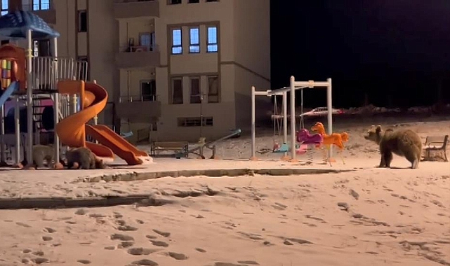 Sarıkamış'ta ayılar parkta görüntülendi