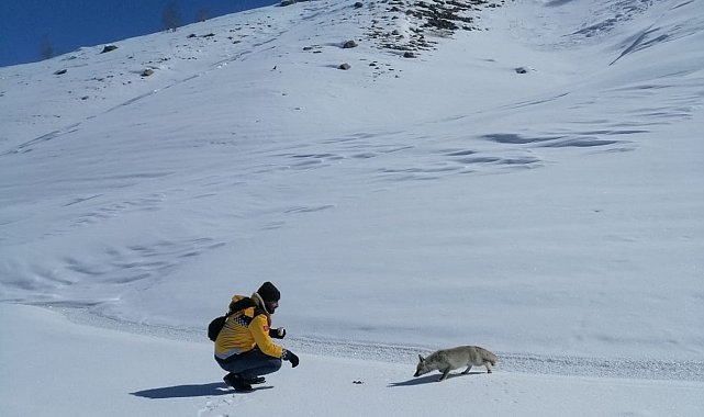 Tilkiyi tuttukları balıkla beslediler
