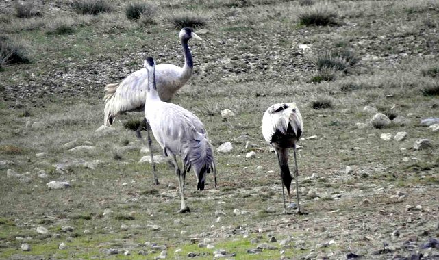 Türkülere konu olan telli turnalar Erzincan'da görüntülendi