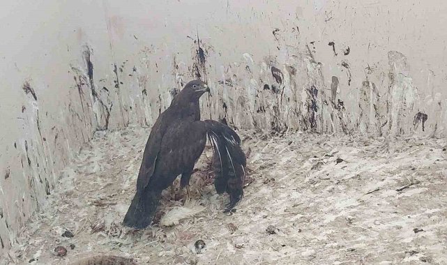 Uzmanından 3 Mart Dünya Yaban Hayatı Günü'ne ilişkin açıklamalar