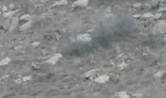 Yüksekova'da sürü halindeki dağ keçileri görüntülendi