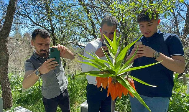 'Hüzün Çiçeği'ni koparanlara 244 bin 315 TL ceza