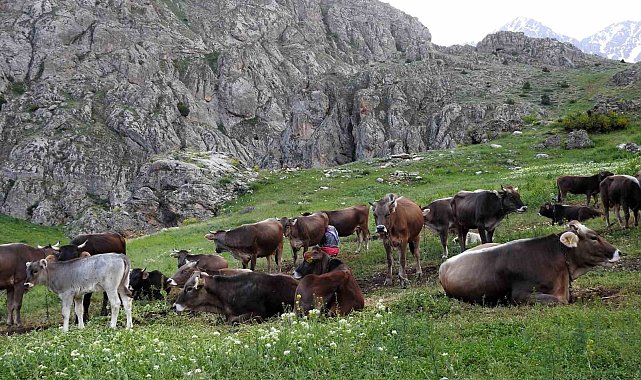 40 bin TL maaşla çoban bulamayınca çözümü nöbetleşmekte buldular