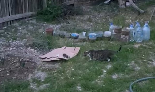 Ağaçta sıkışan yavru kedi kurtarıldı