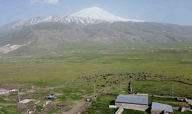 Ağrı Dağı eteklerinde beslenen küçükbaş hayvan sürüleri havadan görüntülendi