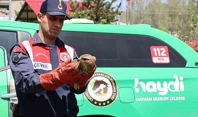 Ağrı'da yaralı halde bulunan şahin tedavi altına alındı