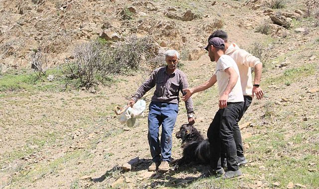 Ahır olarak kullanılan mağaraya kurtlar dadandı: 30 keçi ve 30 oğlak telef oldu