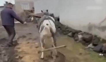 Ata eziyet eden kişilere ceza kesildi