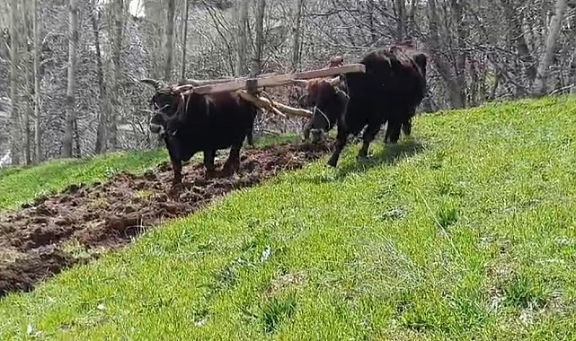 Bu ilçede halen 'Kara saban' kullanılıyor