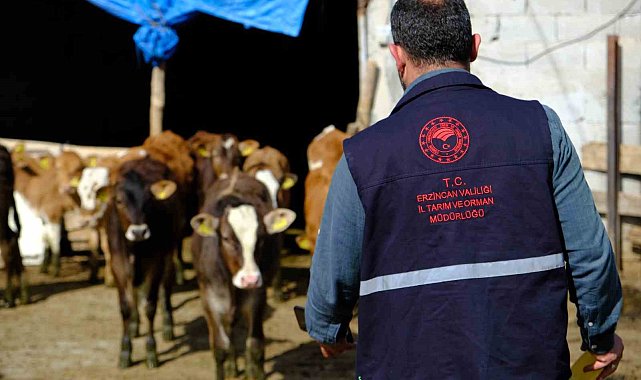Büyükbaş hayvanlar kenelere karşı ilaçlanıyor