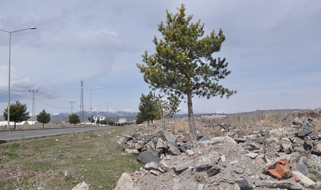 Çam ağaçları harfiyatlar arasında ayakta kalmaya direniyor