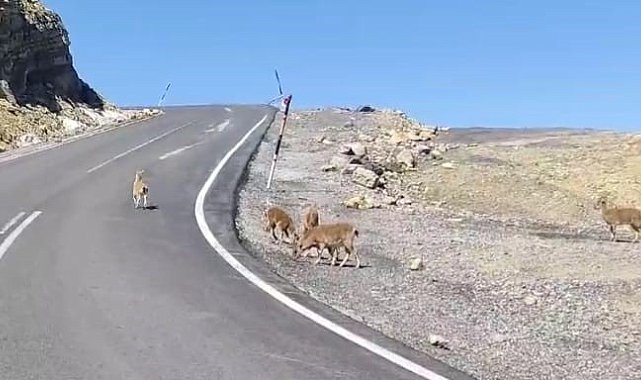 Çukurca'da dağ keçileri sürü halinde görüntülendi