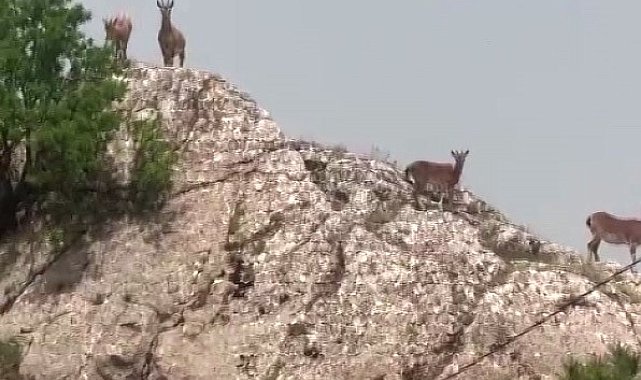 Dağ keçileri sürü halinde Harput'ta görüntülendi