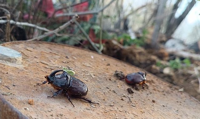 Dünyanın en güçlü böceği Yüksekova'da görüldü