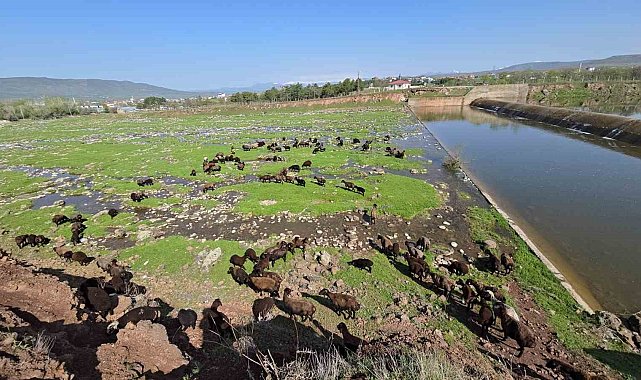 Elazığ&#039;a bahar geldi, koyun sürüleri otlağa indi