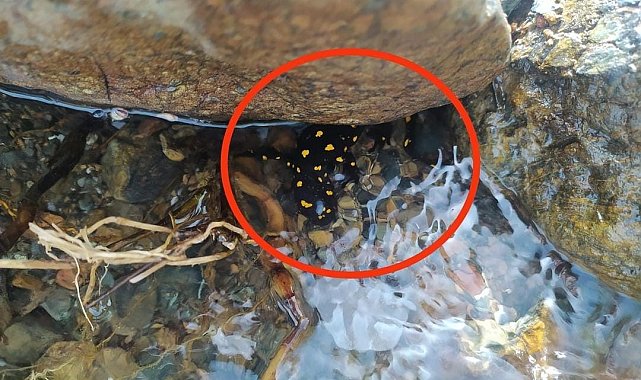 Elazığ'da 'sarı benekli semender' görüldü