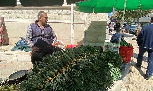 Elazığ'da çiriş otu tezgahlarda yerini aldı