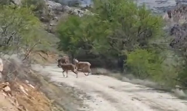 Elazığ'da dağ keçileri görüldü