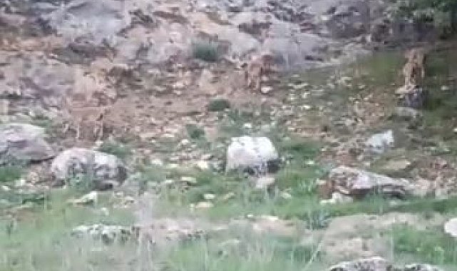 Elazığ'da koruma altındaki dağ keçileri sürü halinde görüntülendi