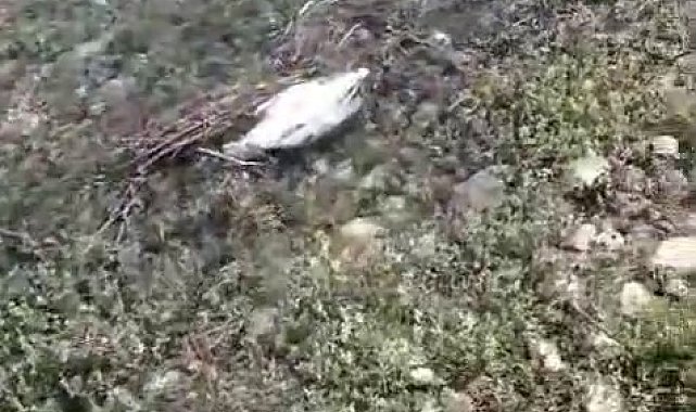 Elazığ'da martı ölümlerinin nedeni ortaya çıktı: NDV tespit edildi