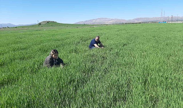 Elazığ'da süne ile mücadele çalışmaları başladı