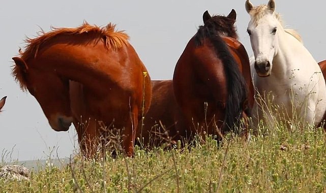 Elazığ'da yılkı atları görüldü