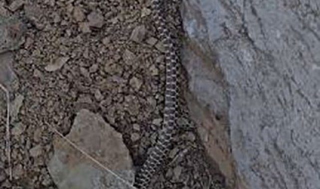 Elazığ'da zehirli kocabaş yılanı görüntülendi