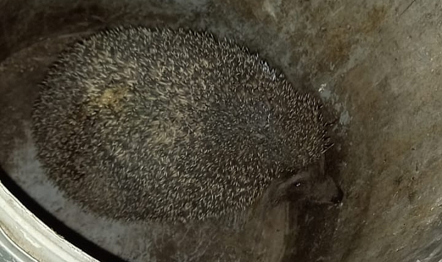 Eve girmeye çalışan hayvan korku yarattı