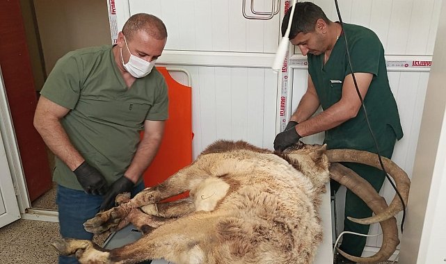 Hakkari'de yaralı yabani teke tedavi altına alındı