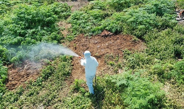 Hava sıcaklığı artarken çıkan haşerelere karşı uzmanı uyardı