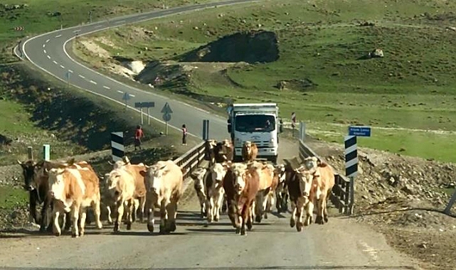 Hayvan sürüleri renkli görüntüler oluşturdu