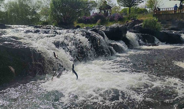 İnci kefalinin zorlu göçü başladı