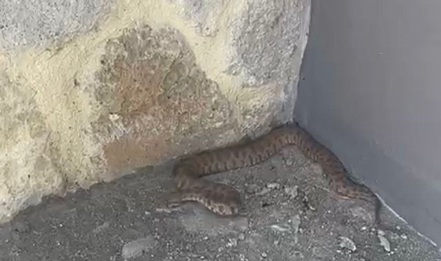 Isırığı bir insanı öldürmeye yetiyor: 2 metrelik engerek yılanı görüntülendi