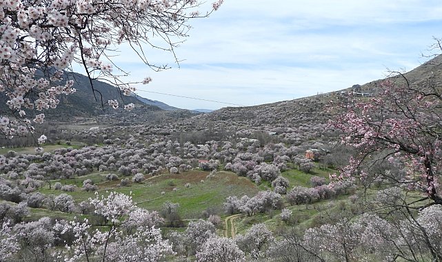 İspir'de bademler çiçek açtı