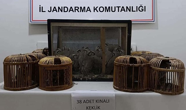 Kafes avcıları jandarmaya takıldı