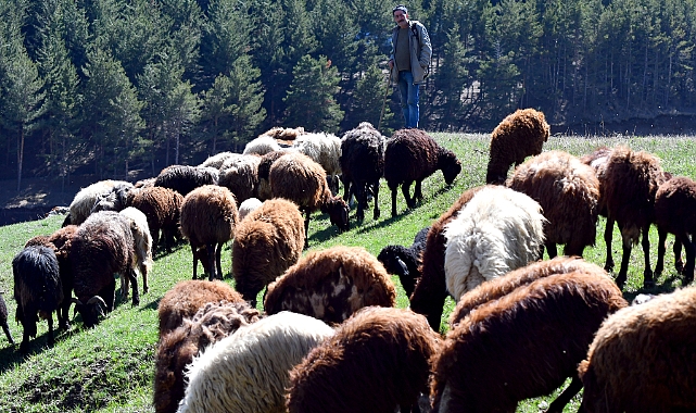 Karın erdiği Kars'ta besiciler hayvanlarını meralarla buluşturdu