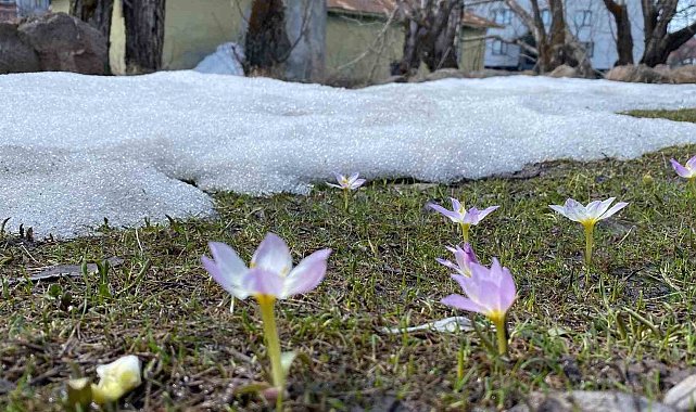 Karlıova'da kardelenler çiçek açtı