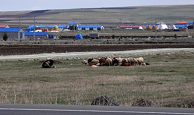 Kars'ta hayvanlar meralara çıkmaya başladı