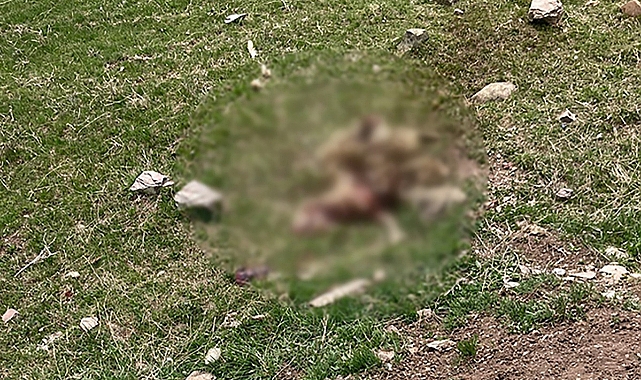 Kars'ta kurtlar 70 koyunu parçaladı