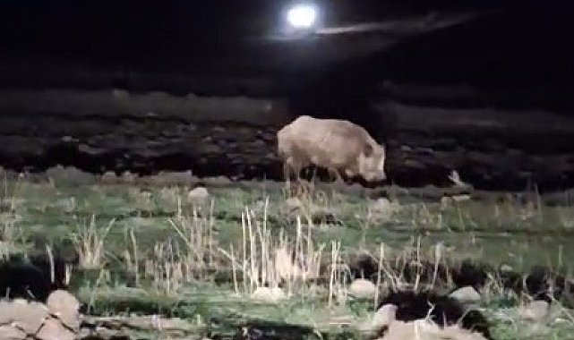 Kars'ta aç kalan domuz köye indi