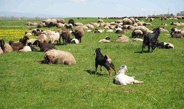 Kuzu satışlarından kent ekonomisine 1 milyar lira gelir bekleniyor