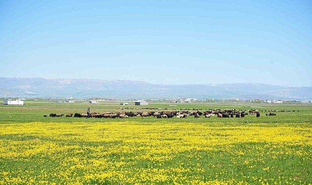 Muş&#039;ta 40 bin TL&#039;ye çoban bulunamıyor