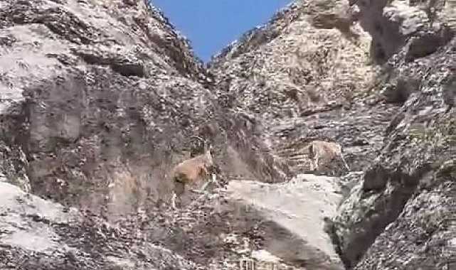 Nesli tükenme tehlikesi altındaki dağ keçileri Palu Kalesi'nde görüntülendi