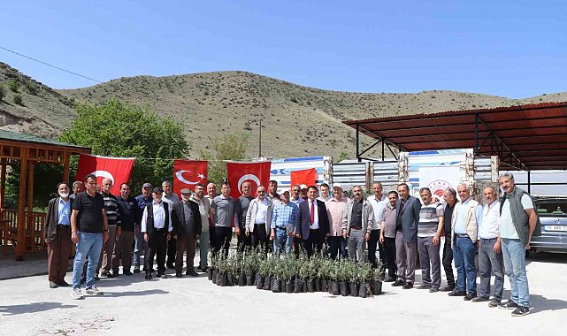 Oltu'da çiftçiye 1300 zeytin fidanı