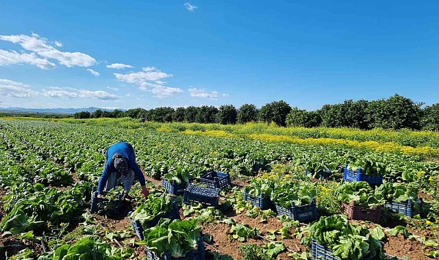Tarımda üretici enflasyonu martta yüzde 61,87 oldu