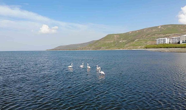 Tatvan'da flamingolar görsel şölen oluşturdu